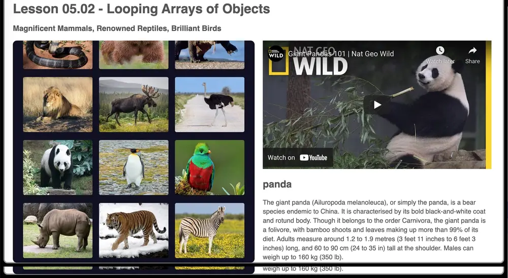 Looping animal video